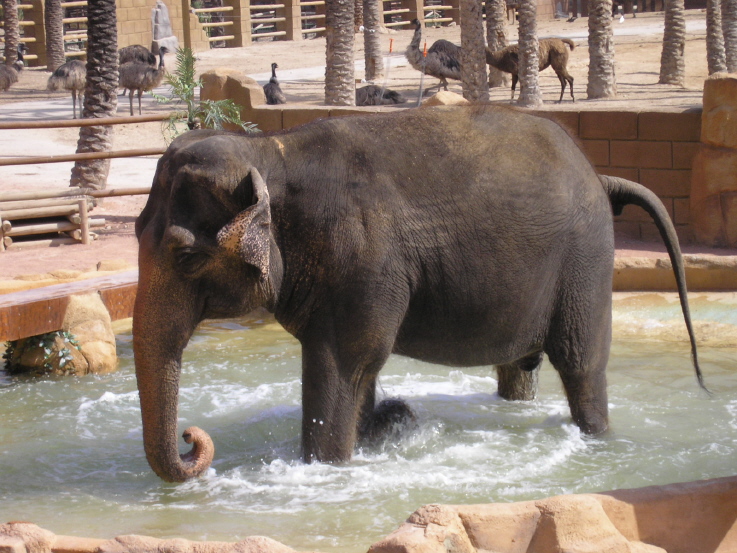 Elephant Picture Image